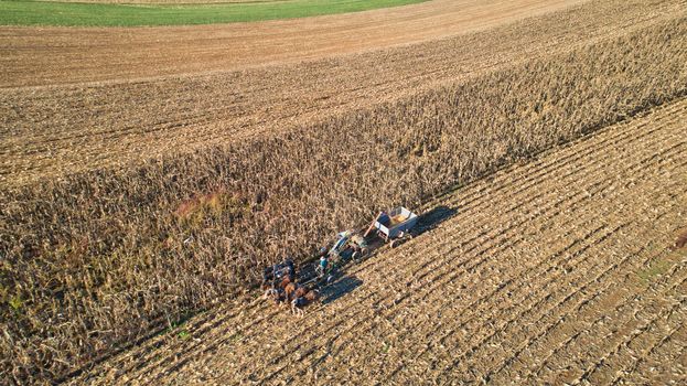 Aerial of an Amish farmer harvesting his corn with six horses pulling the harvester