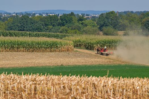 Amish family working together to harvest the corn on a sunny autumn day