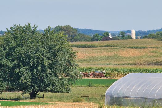 Amish family working together to harvest the corn on a sunny autumn day