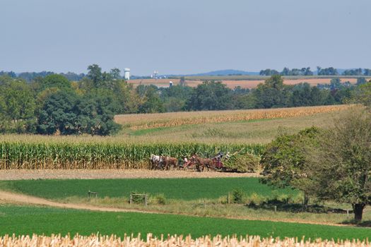 Amish family working together to harvest the corn on a sunny autumn day