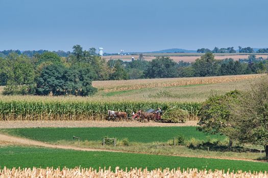 Amish family working together to harvest the corn on a sunny autumn day