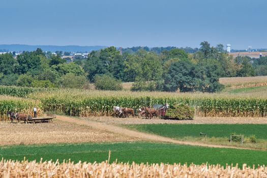 Amish family working together to harvest the corn on a sunny autumn day