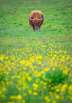 A Beautiful Highland Cow Grazing In A Meadow In Spring, WIth Copy Space