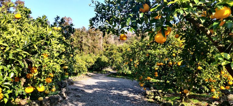 Tangerine orange farm in jeju island, South korea