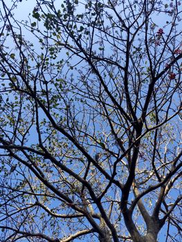 Texture of tree with red fruit against blue sky during summers of India