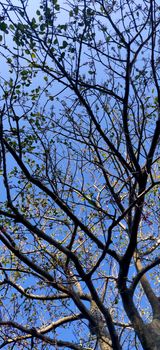 Background texture of tree with red fruit against blue sky during summers of India