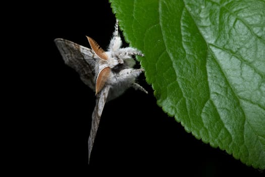 pale tussock moth clings onto a big green leaf