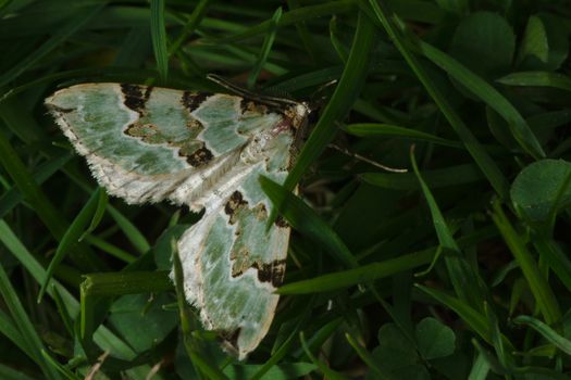 A green carpet moth is camouflaged amongst deep green grass in this macro photo.