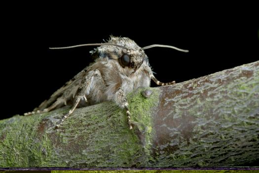 a moths eyes, antennae and face are all clearly visible against the black background as this moth sits on a tree branch covered in lichen.