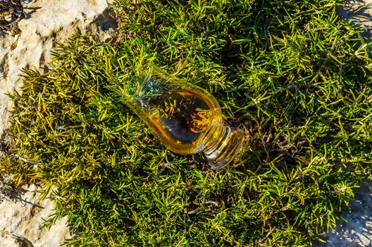 single malt whisky  in glass on plants on the rock, drink on a  natural stone, tasty set