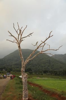 Lights Decoration on a tree