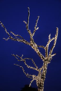 Lights Decoration on a tree