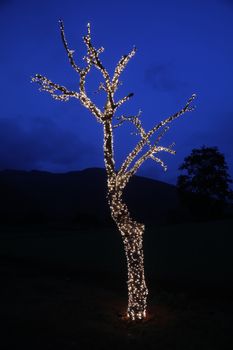 Lights Decoration on a tree