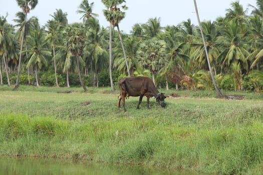 Rural area India