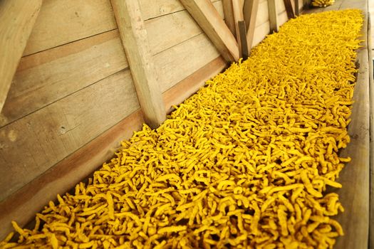 Raw Turmeric Roots