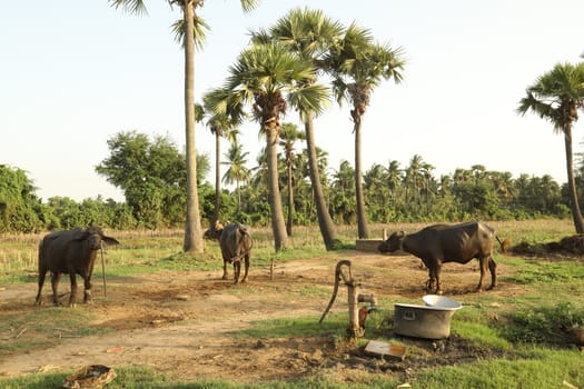 Rural area India