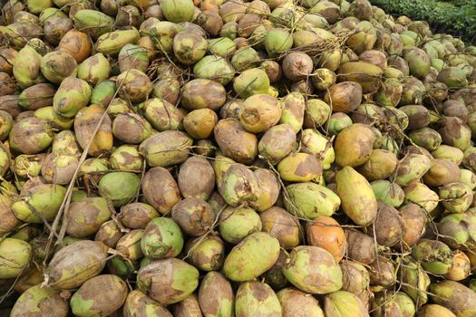 Closeup of a Coconuts
