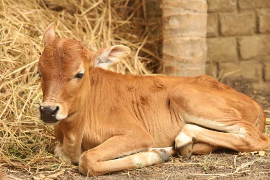 Cow at rural area