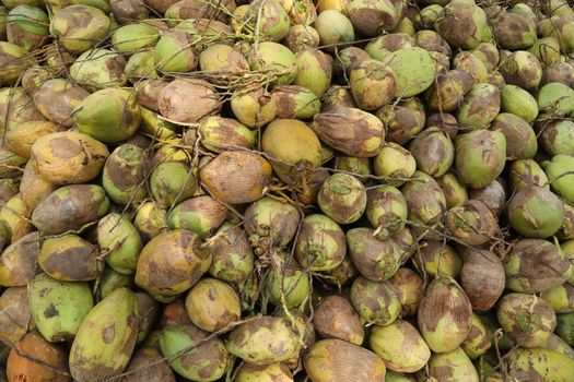 Closeup of a Coconuts