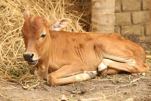 Cow at rural area