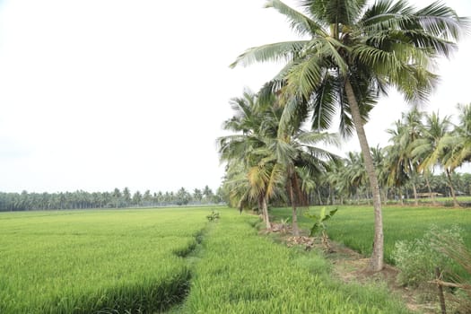 Rural area India
