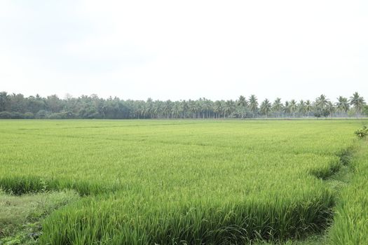 Rural area India