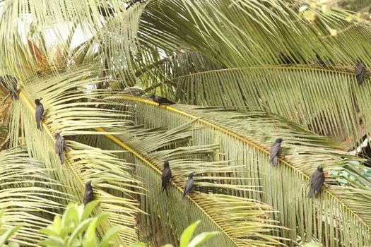 Rural area India
