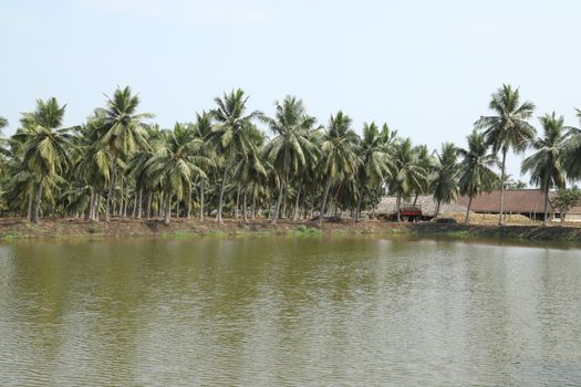 Rural area India