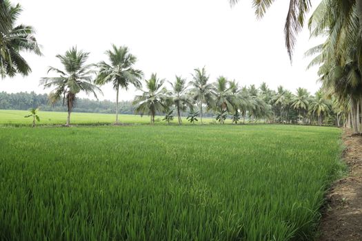 Rural area India