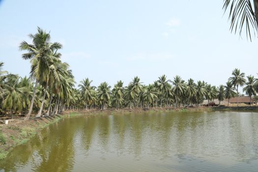 Rural area India