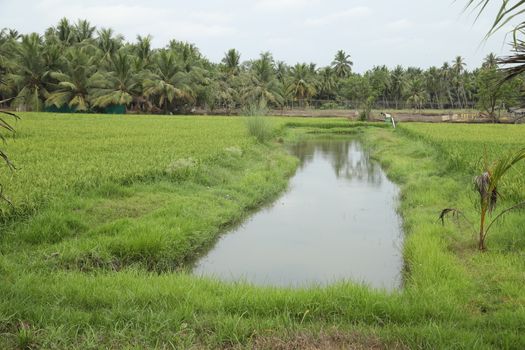 Rural area India