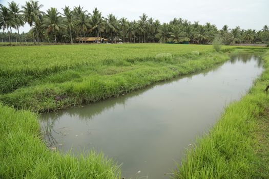 Rural area India