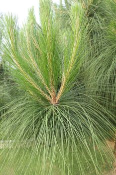 Indian Medicated Plant closeup