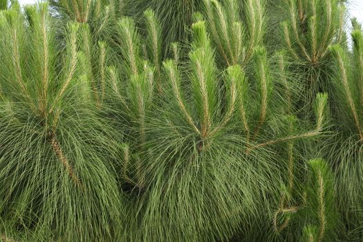 Indian Medicated Plant closeup