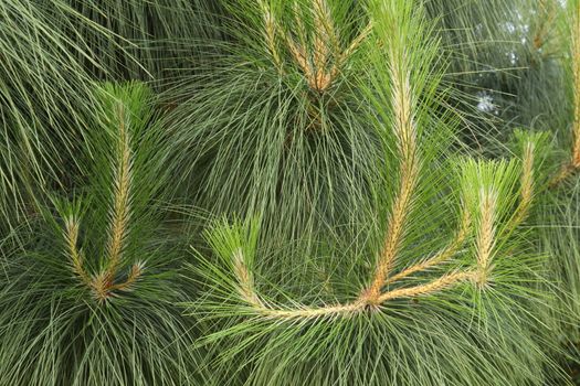 Indian Medicated Plant closeup