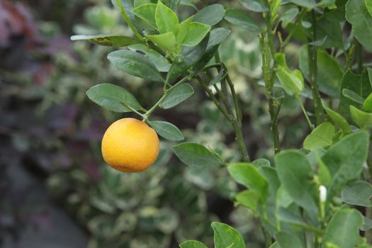 Indian Medicated Fruits