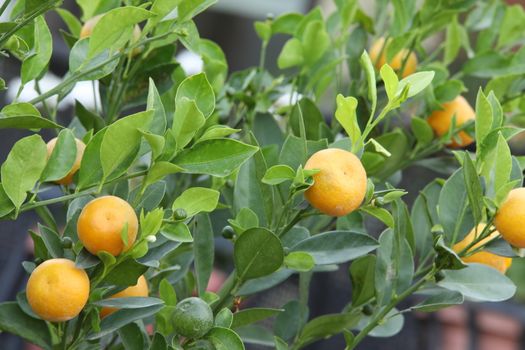 Indian Medicated Fruits