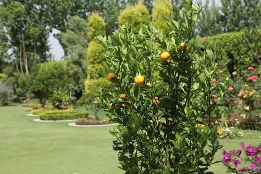 Indian Medicated Fruits