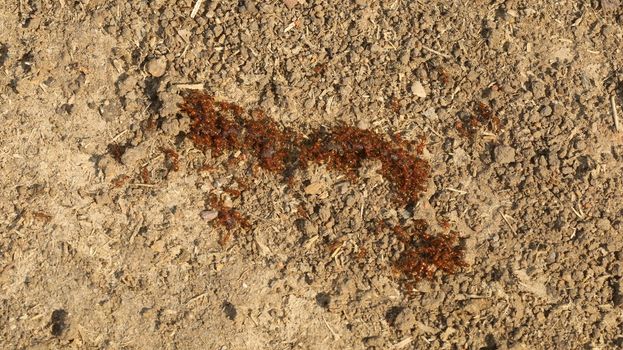 Mud wall Texture at Rural area