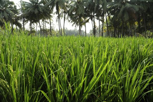 Green Fields Kerala India