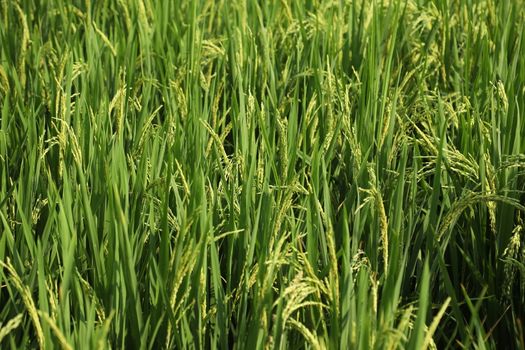 Green Fields Kerala India