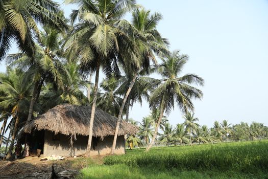 Green Fields Kerala India