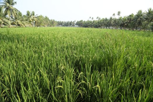 Green Fields Kerala India