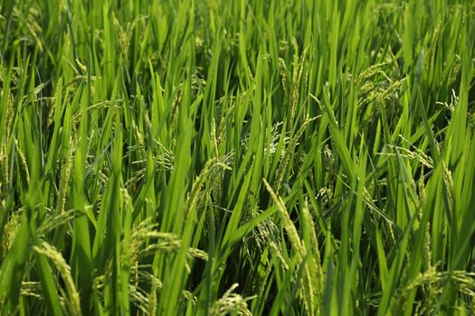 Green Fields Kerala India