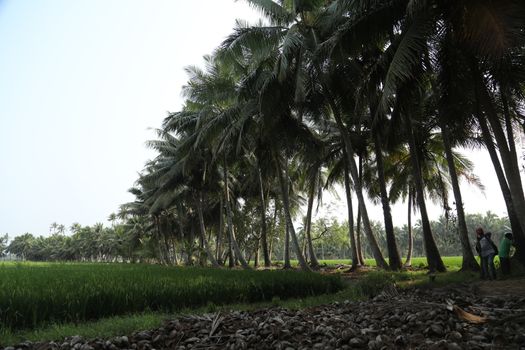 Green Fields Kerala India