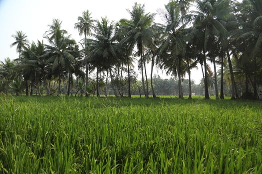 Green Fields Kerala India