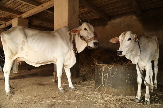 Cows at rural area