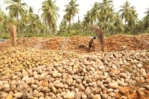 Indian Coconut Factory Workers