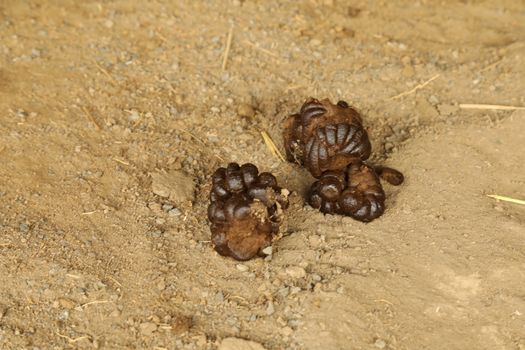Cow Dung in fields