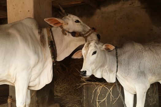 Cows at rural area